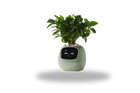 TrendoMark LightGreen IvyBot Smart Planter