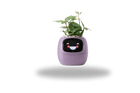 TrendoMark Purple IvyBot Smart Planter